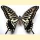 [15093] Papilio xuthus