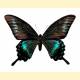 [15050] Papilio maackii