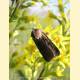 Diarsia florida — Совка калужницевая