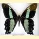 [15116] Papilio bromius