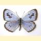 Maculinea arion — Голубянка арион
