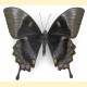 Papilio ulysses morotaicus