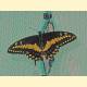 Papilio thoas Linnaeus, 1771 = Heraclides thoas 
