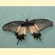 Papilio memnon lowii