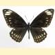 Papilio clytia clytia