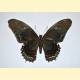 Papilio androgeus epidaurus