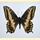 Papilio polyxenes asterius