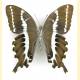 Papilio delalandei