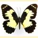 Papilio euchenor