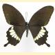 Papilio hipponous bazilanus