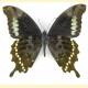 Papilio hornimani