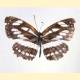 Papilionoidea sp.