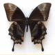 Papilio ulysses nigerrimus