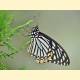 Papilio clytia clytia
