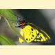 Ornithoptera priamus richmondia