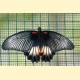 Papilio memnon lowii