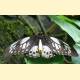 Ornithoptera priamus richmondia