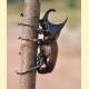 Scarabaeidae sp.