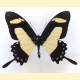 Papilio torquatus torquatus