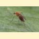 Aedes cinereus