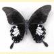 Papilio nephelus chaonulus