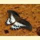 Papilio polymnestor parinda