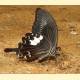 Papilio helenus helenus