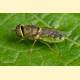 Odontomyia angulata