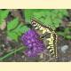 Papilio machaon ussuriensis