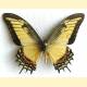 Papilio androgeus epidaurus