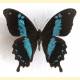 Papilio oribazus