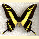 Papilio thoas thoantiades