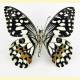 Papilio demoleus malayanus