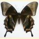 Papilio ulysses dirce