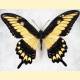 Papilio astyalus pallas