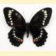 [16150] Papilio weymeri