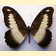Papilio andronicus
