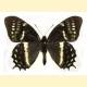 Papilio cacicus