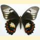 Papilio aegeus