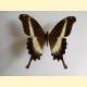 Papilio leucotaenia