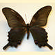 Papilio dialis