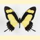 Papilio garleppi