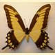 Papilio astyalus pallas