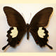 Papilio helenus helenus