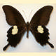 Papilio helenus mooreanus