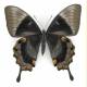 Papilio ulysses dirce