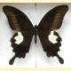 Papilio helenus mooreanus