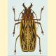 [159581] Macrodontia cervicornis