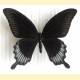 Papilio ascalaphus