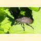 [814031] Coleoptera